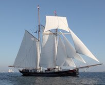 Wylde Swan